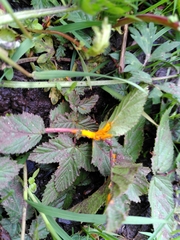 Triphragmium ulmariae