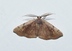 Achrosis rondelaria