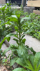 Dysphania ambrosioides