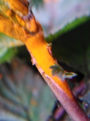 Triphragmium ulmariae