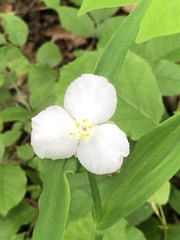 Tradescantia ozarkana