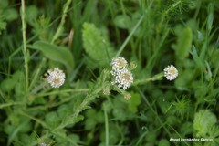 Lepidium heterophyllum