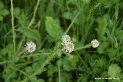 Lepidium heterophyllum