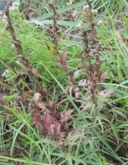 Castilleja purpurea
