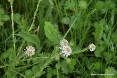 Lepidium heterophyllum