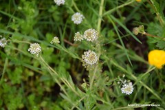 Lepidium heterophyllum