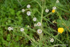 Lepidium heterophyllum