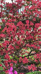 Magnoliopsida