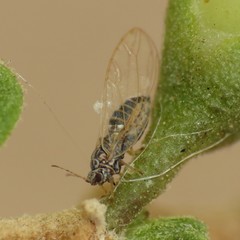 Bactericera cockerelli