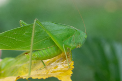 Microcentrum marginatum