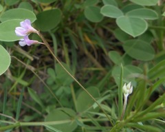 Vicia parviflora