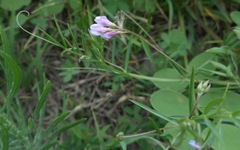 Vicia parviflora