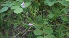 Vicia parviflora