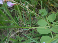 Vicia parviflora