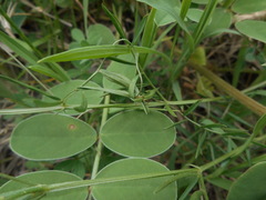 Vicia parviflora