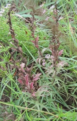Castilleja purpurea