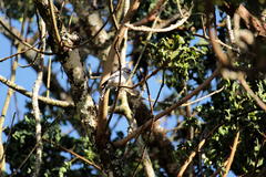 Melaniparus albiventris