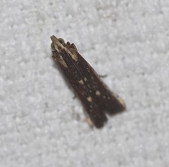 Cathyalia pallicostalis