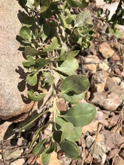 Arctostaphylos nevadensis