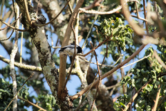 Melaniparus albiventris