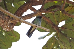 Colibri serrirostris