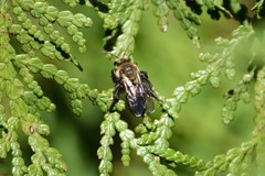 Andrena dunningi