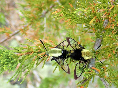 Snowberry Clearwing, Woburn, MA, USA, photo 7 of 10