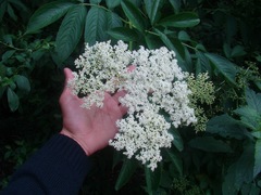 Sambucus peruviana