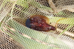 Lepidurus apus