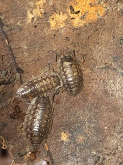 Oniscus asellus