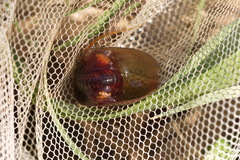Lepidurus apus