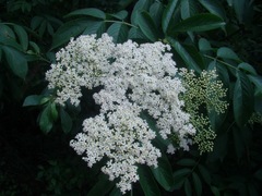 Sambucus peruviana