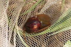 Lepidurus apus