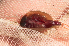 Lepidurus apus