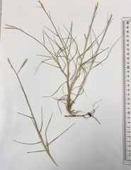 Paspalum vaginatum