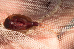 Lepidurus apus