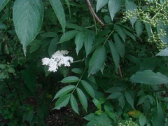 Sambucus peruviana
