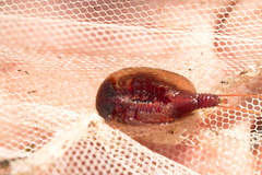 Lepidurus apus