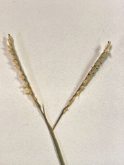 Paspalum vaginatum