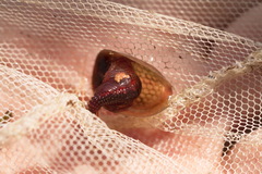 Lepidurus apus