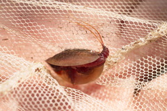 Lepidurus apus
