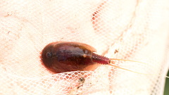 Lepidurus apus