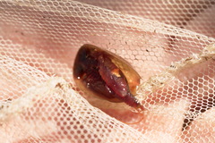 Lepidurus apus