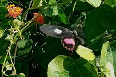Parides neophilus