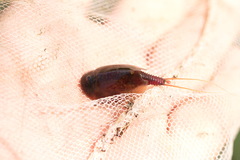 Lepidurus apus