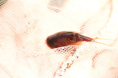 Lepidurus apus