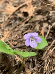 Viola selkirkii