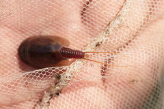 Lepidurus apus