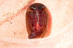 Lepidurus apus