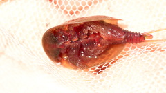 Lepidurus apus